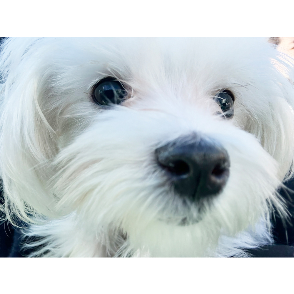 生徒が撮影したモデル犬♪①